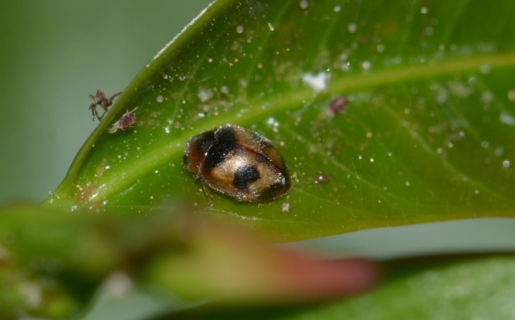 Coccinella: cfr. Nephus kiesenwetteri